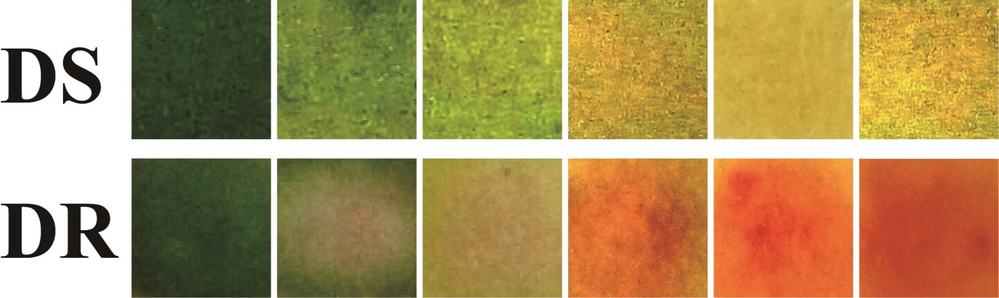 The bandage slowly changes from green to yellow in the presence of drug-sensitive bacteria (top row), and to red in the presence of drug-resistant bacteria (bottom)