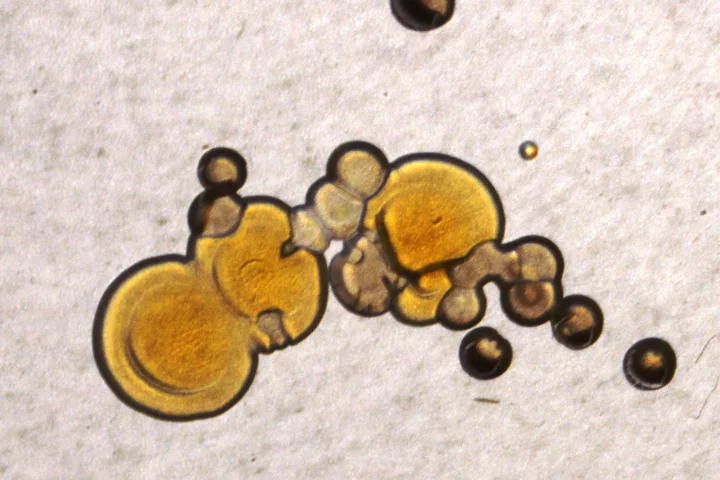 Students at the University of Surrey imprint their smartphones onto a bacterial growth medium (Photo: BMS1035 Practical and Biomedical Bacteriology/University of Surrey)