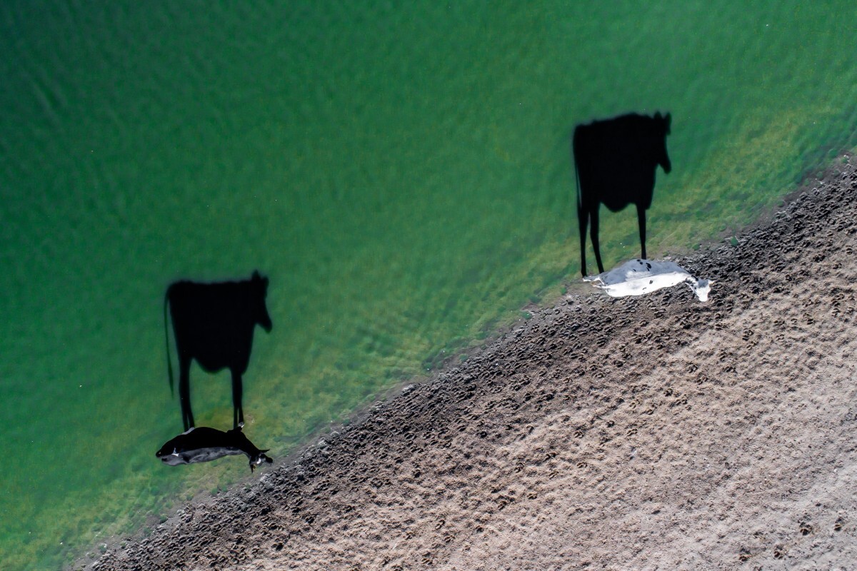 Two Moo is the first winner of the Creativity category in the Drone Photography Contest