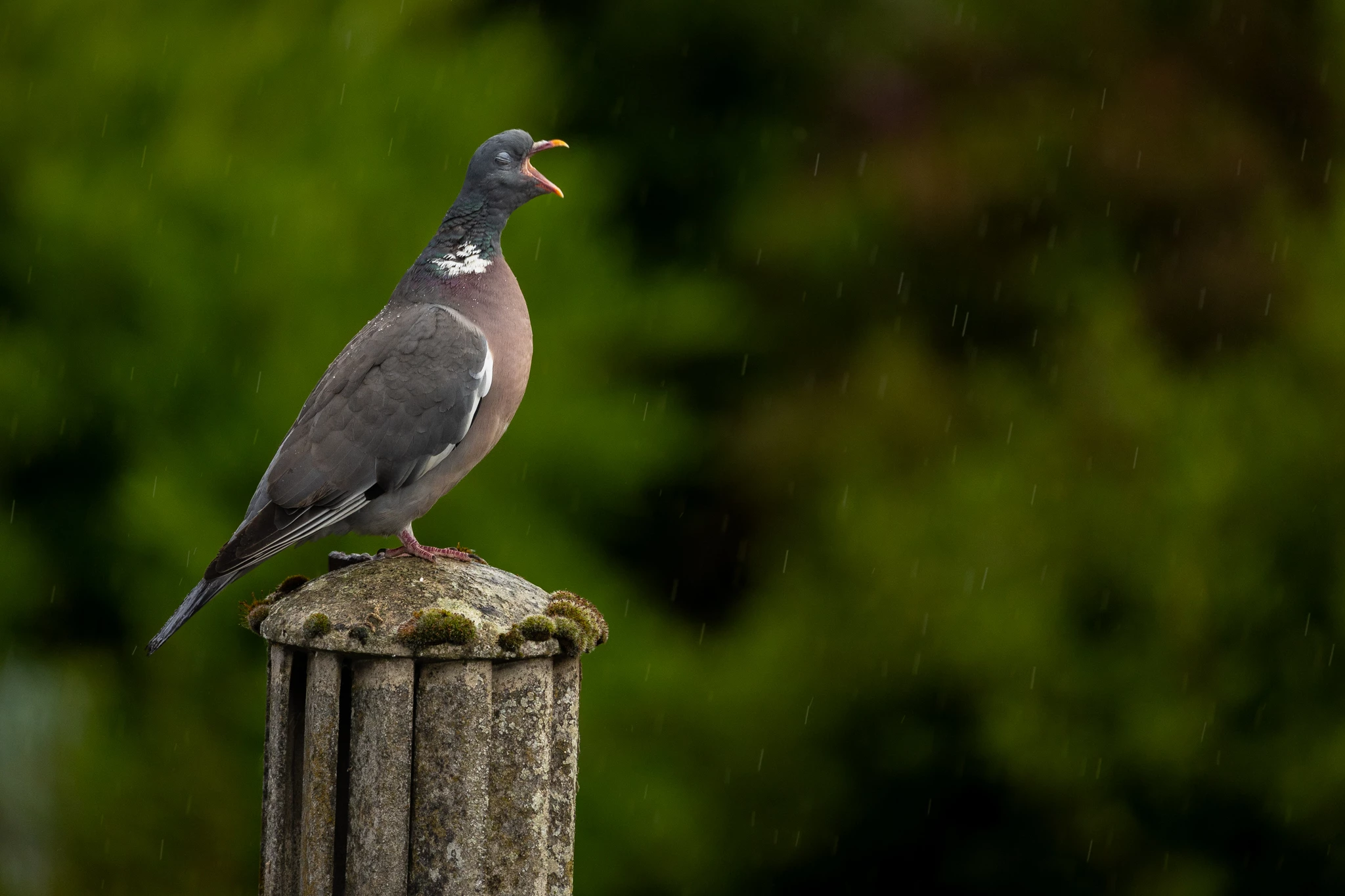 "Singing In The Rain" : Wood Pigeon, UK