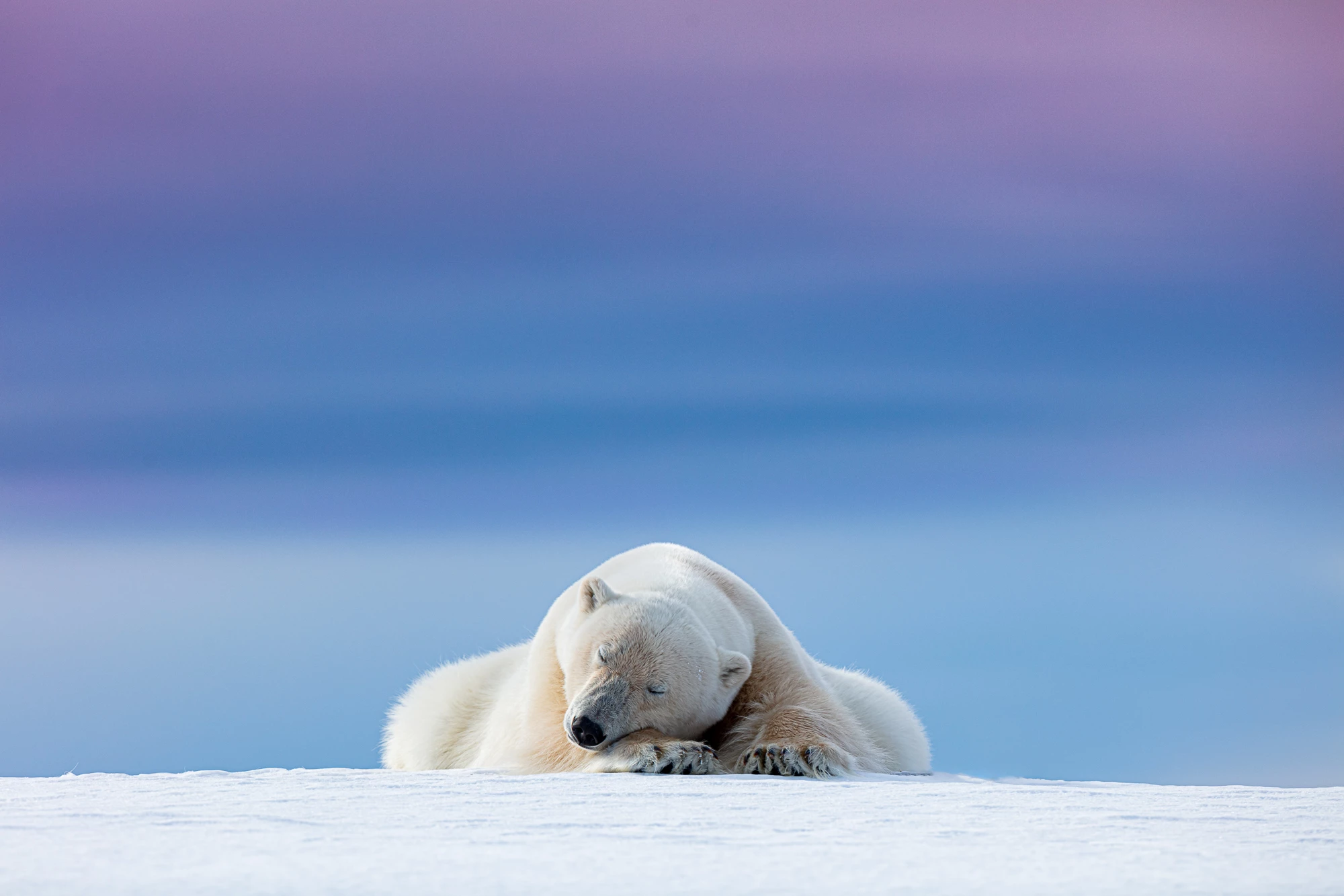A polar bear takes a rest in Svalbard, Norway. Winner of the Wild Portraits category