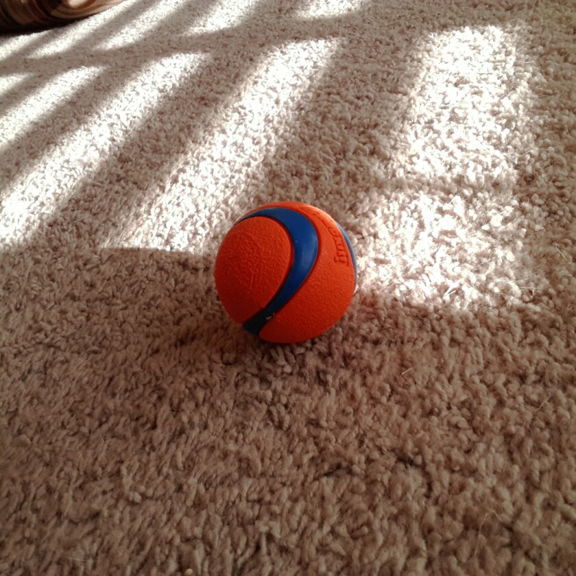 Indoor shot, under medium lighting