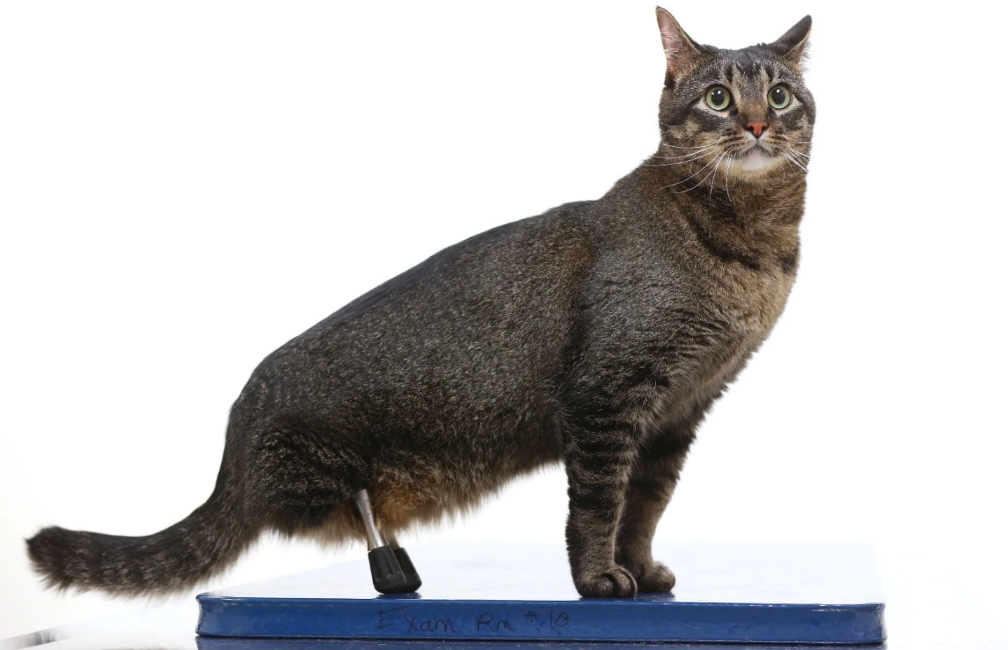 Vincent with his titanium-alloy hind legs