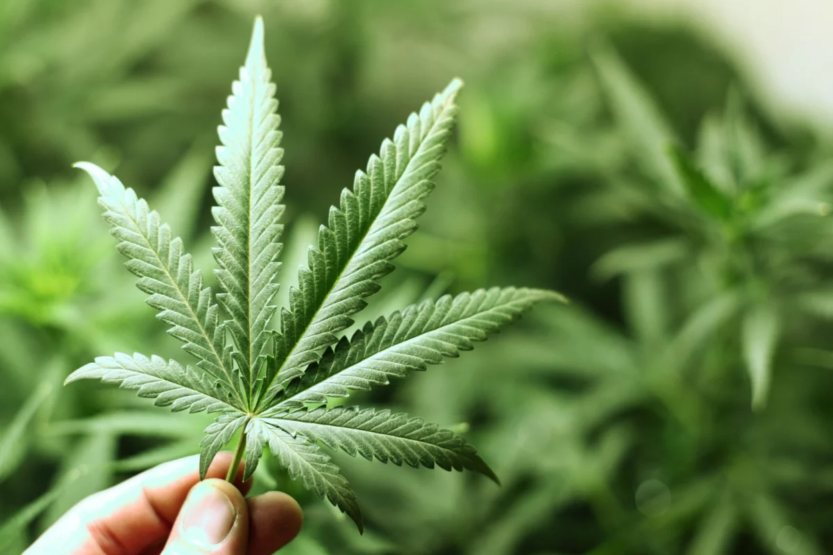 A new Australian study is casting doubt over the efficacy of cannabis as a tool to treat chronic pain despite prior studies suggesting the contrary