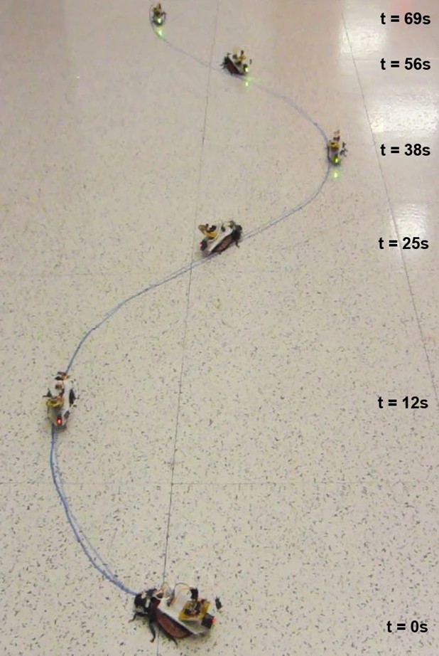 The NCSU team has already successfully used the technology to guide cockroaches along curved lines on the floor