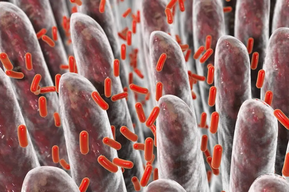 Not all calories are created equal, as a new study highlights how gut bacteria can alter how effectively our bodies metabolize carbohydrates