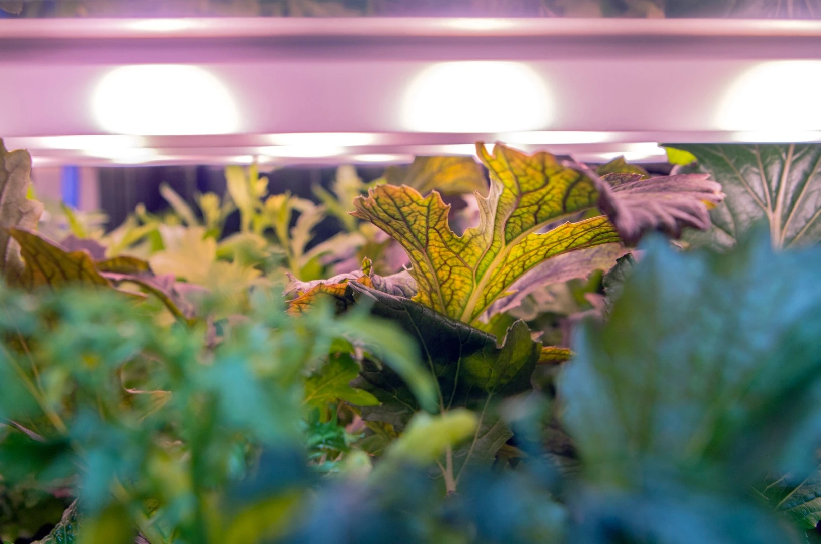 In addition to allowing fresh local produce to be grown all-year round, the INFARM is said to produce tastier herbs and vegetables