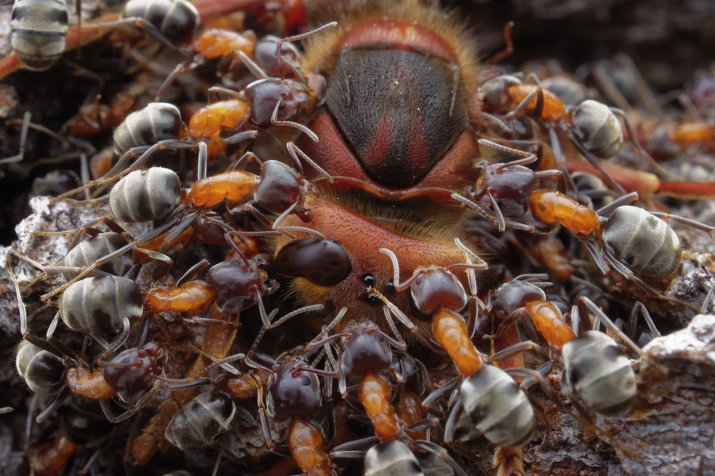 2nd Place - Insects. Ants and Hornet. Olympus E-M1 Mk II, Olympus 30mm/3.5 Macro, ISO 200, 1/100sec at f/13.