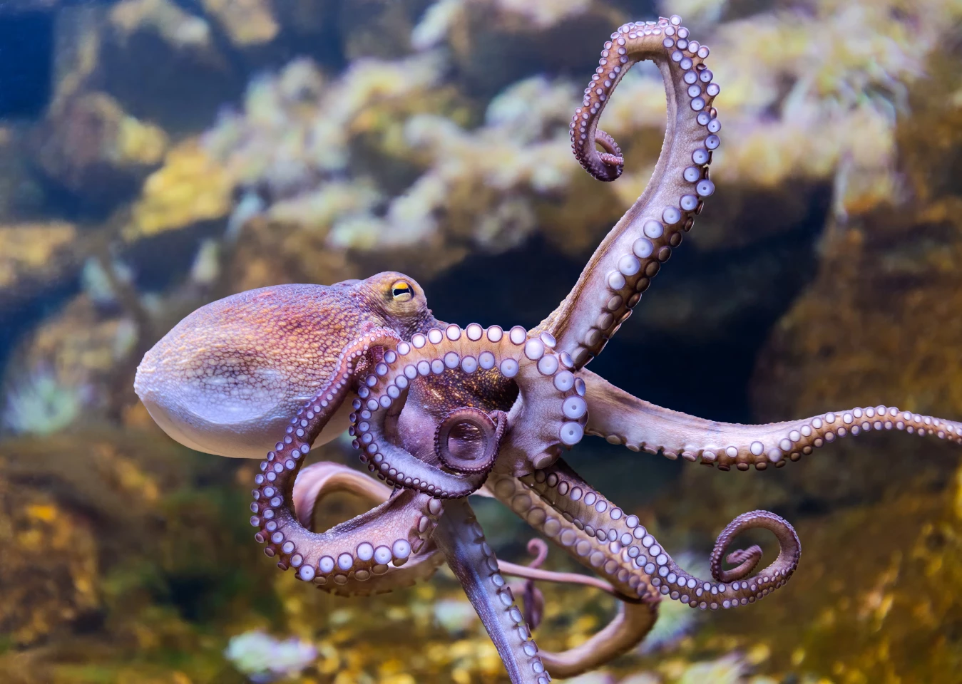 Scientists discover a fascinating new aspect of octopus cognition