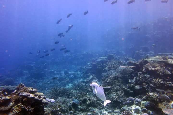 The soft exterior and quiet nature make the SoFi robot ideal for closely observing marine life without creating disturbances
