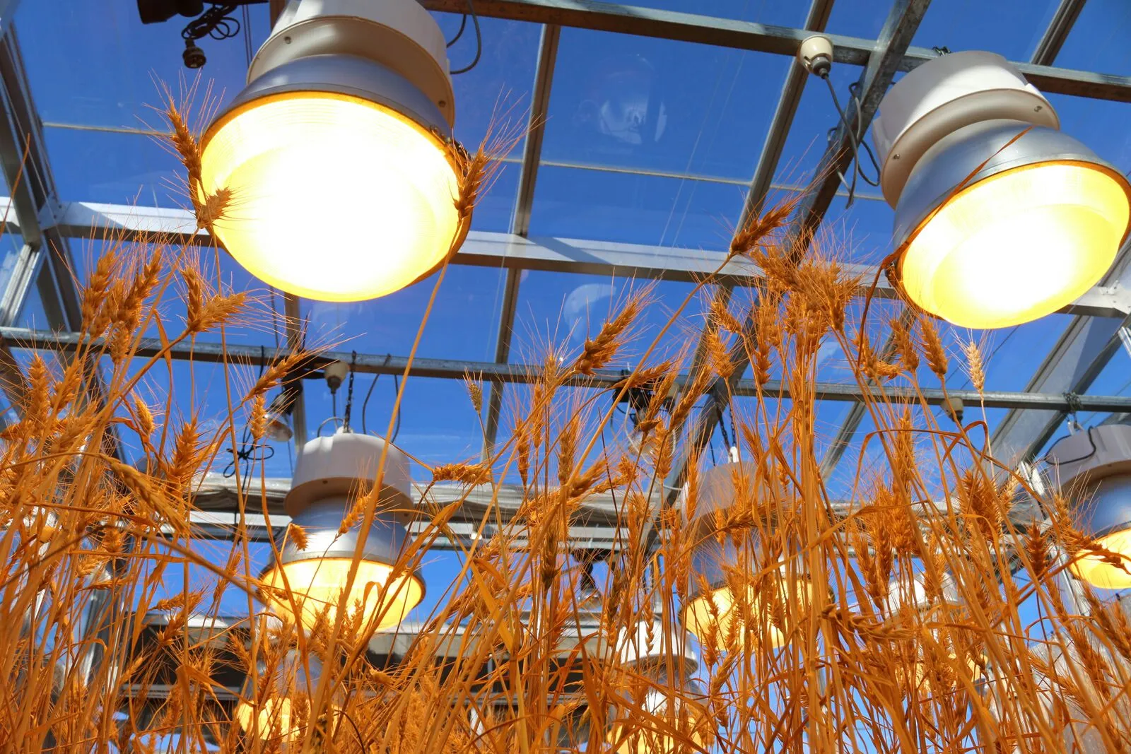 The researchers say their speed breeding technique has the potential to not only boost yields for farmers, but lead to crops of better quality