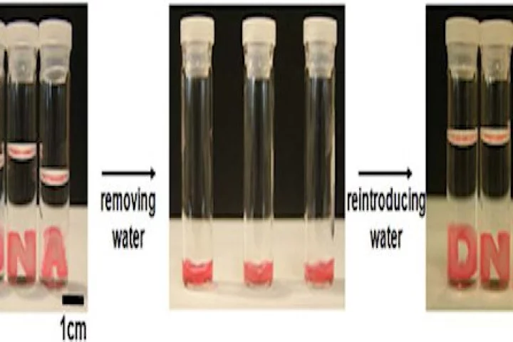 DNA hydrogel letters collapse, flow, and reform into their original shape