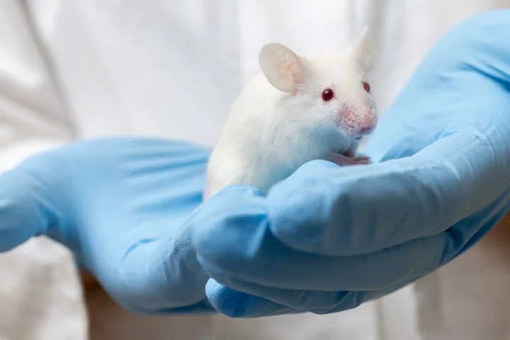 Scientists have used a drug known as J147 to reverse Alzheimer's-like deterioration in mice