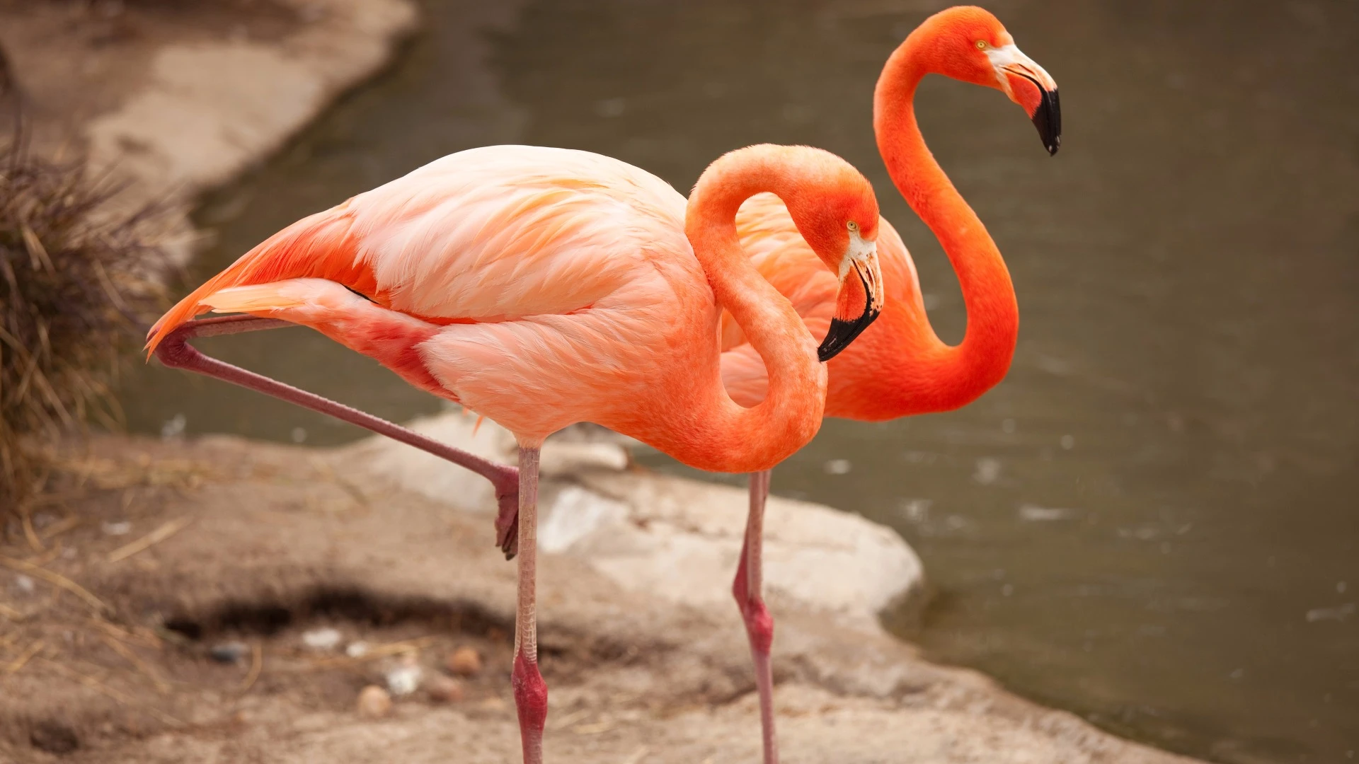 Researchers at Georgia Tech believe they've answered the long-standing mystery of why flamingoes stand on one leg