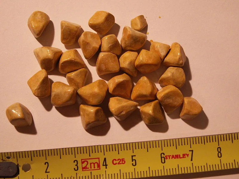 A new type of endoscope is said to be able to remove gallstones (pictured), reducing the need for gallbladder removals