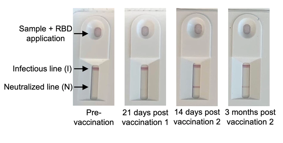 Clinical testing over several months following COVID vaccination revealed how the test can highlight the rise and fall of the antibody response