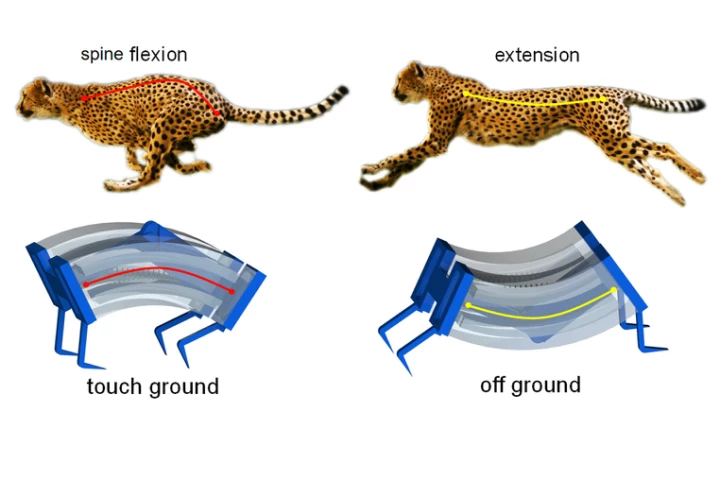An illustration depicting how the LEAP robot is inspired by the cheetah's running style