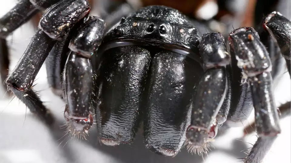 A compound found in the venom of the Australian funnel-web spider was found to kill off melanoma cells in the lab