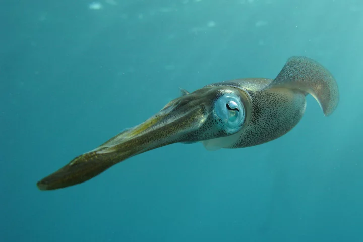 The new material utilizes the same protein that squids use to change color (Photo: Shutterstock)