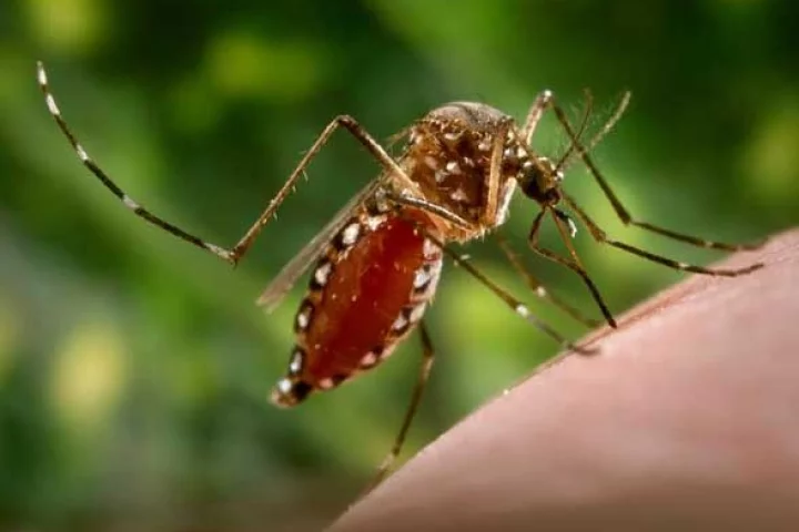 Dengue is transmitted by the Aedes aegypti mosquito and 2.5 billion are exposed to it across the globe