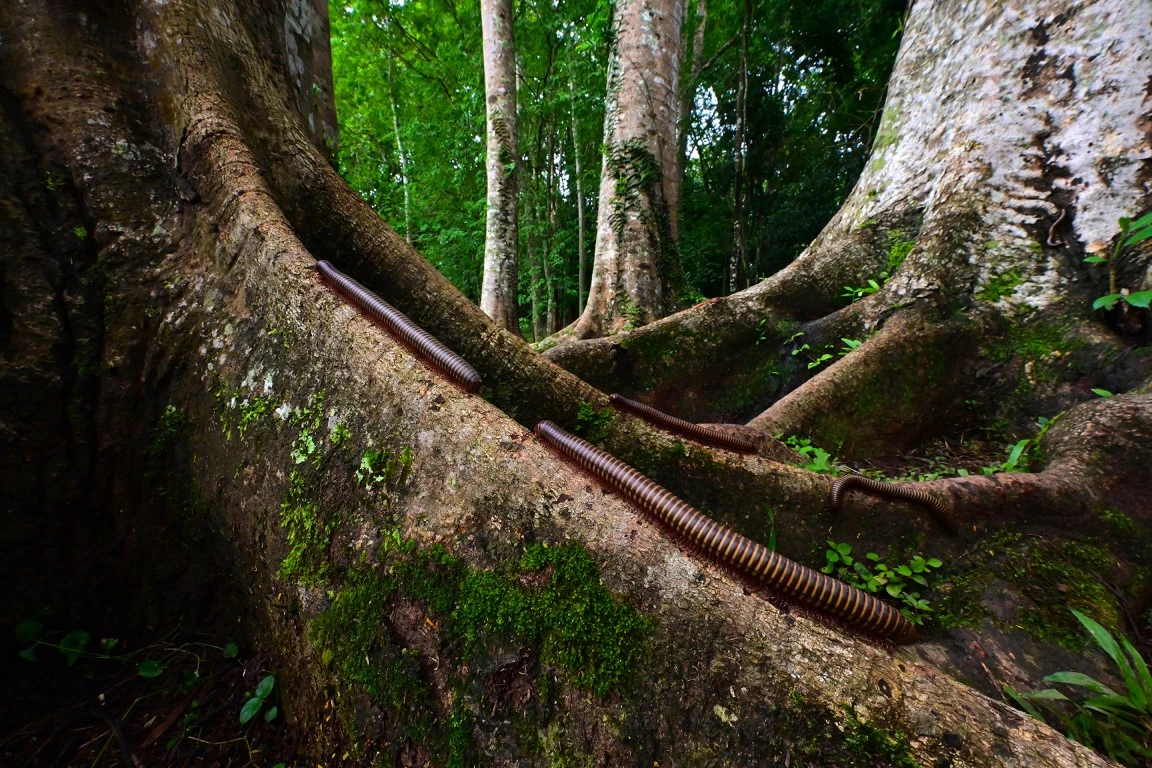 Minghui Yuan - Cleaners in the Rainforest