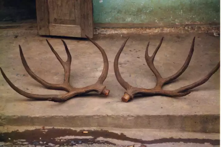 The antlers photographed in 1991 by Laurent Chazée, which are believed to belong to a Schomburgk’s deer