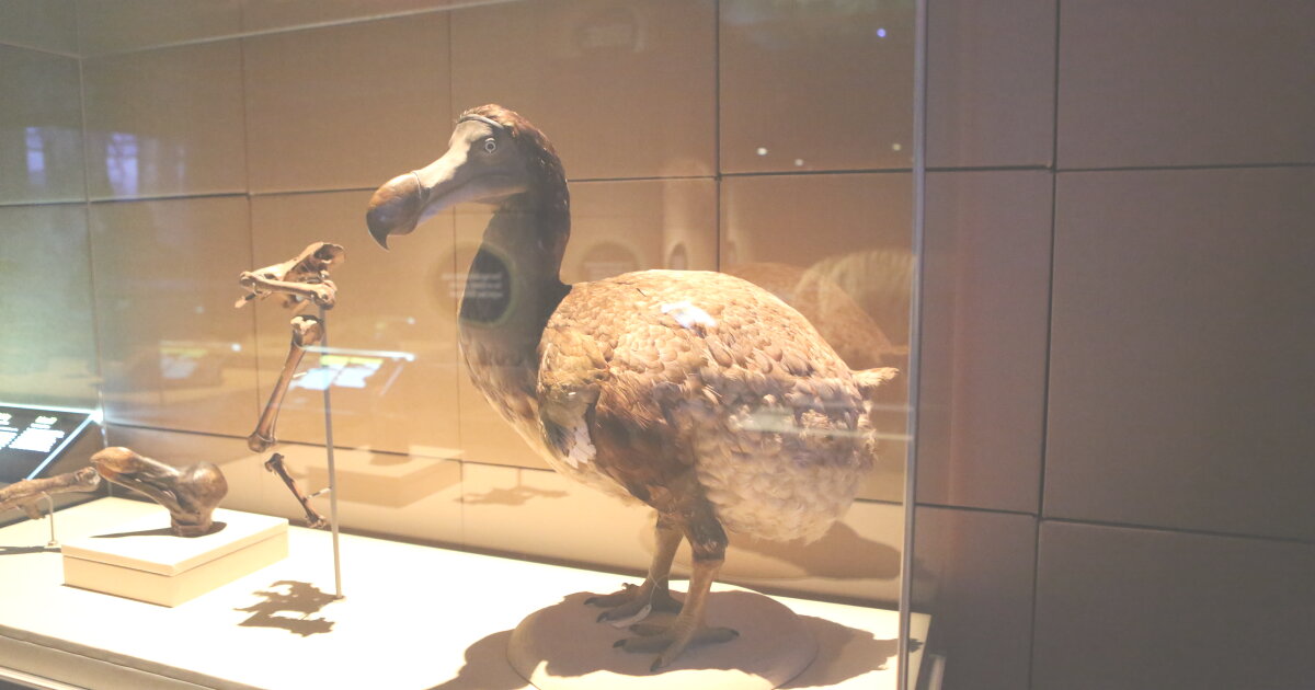 Colossal Extinct Dodo next in line for de-extinction by scientists reviving the mammoth