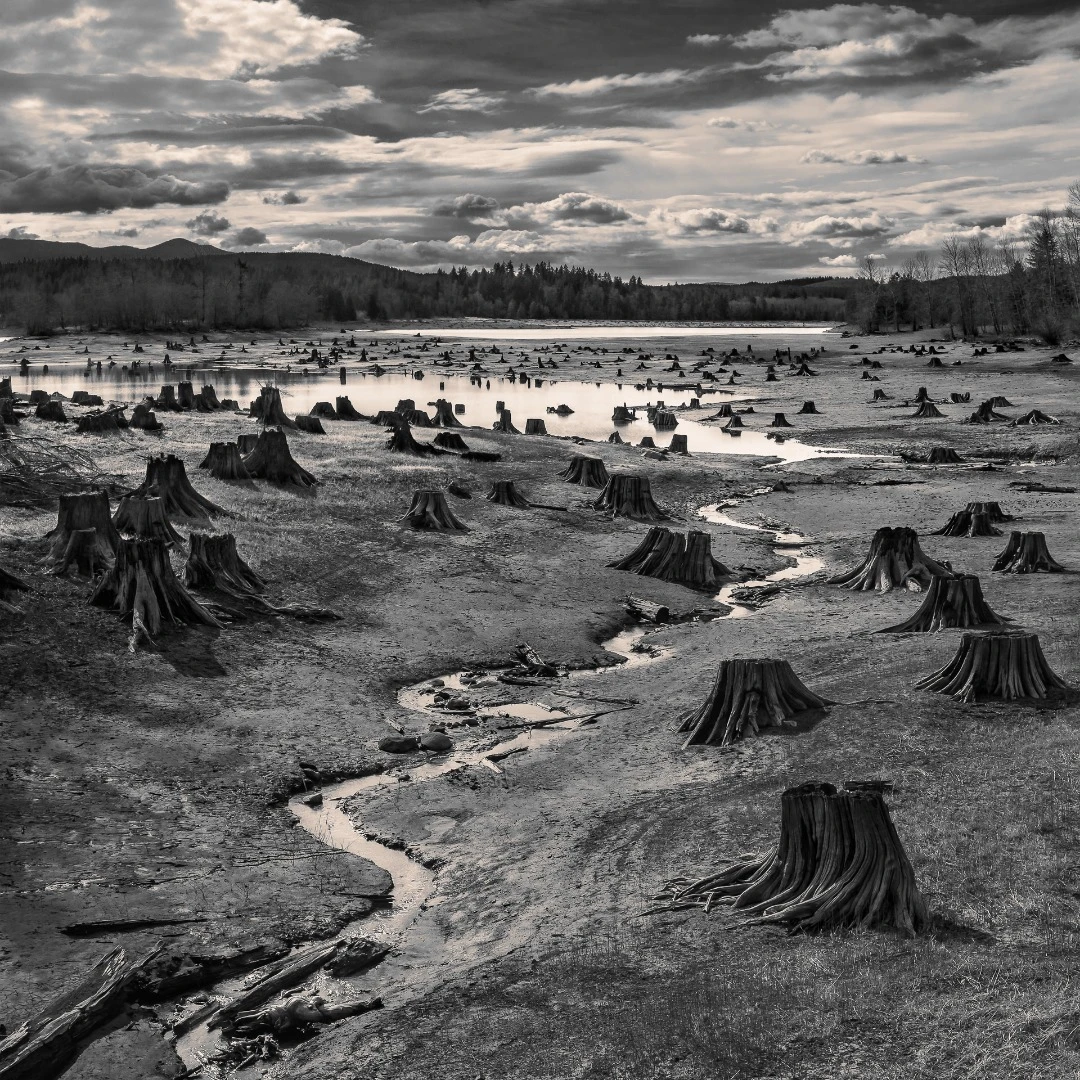 Stumps exposed from in spring when water levels on the man-made Alder lake on the Nisqually River Dam, Washington are low