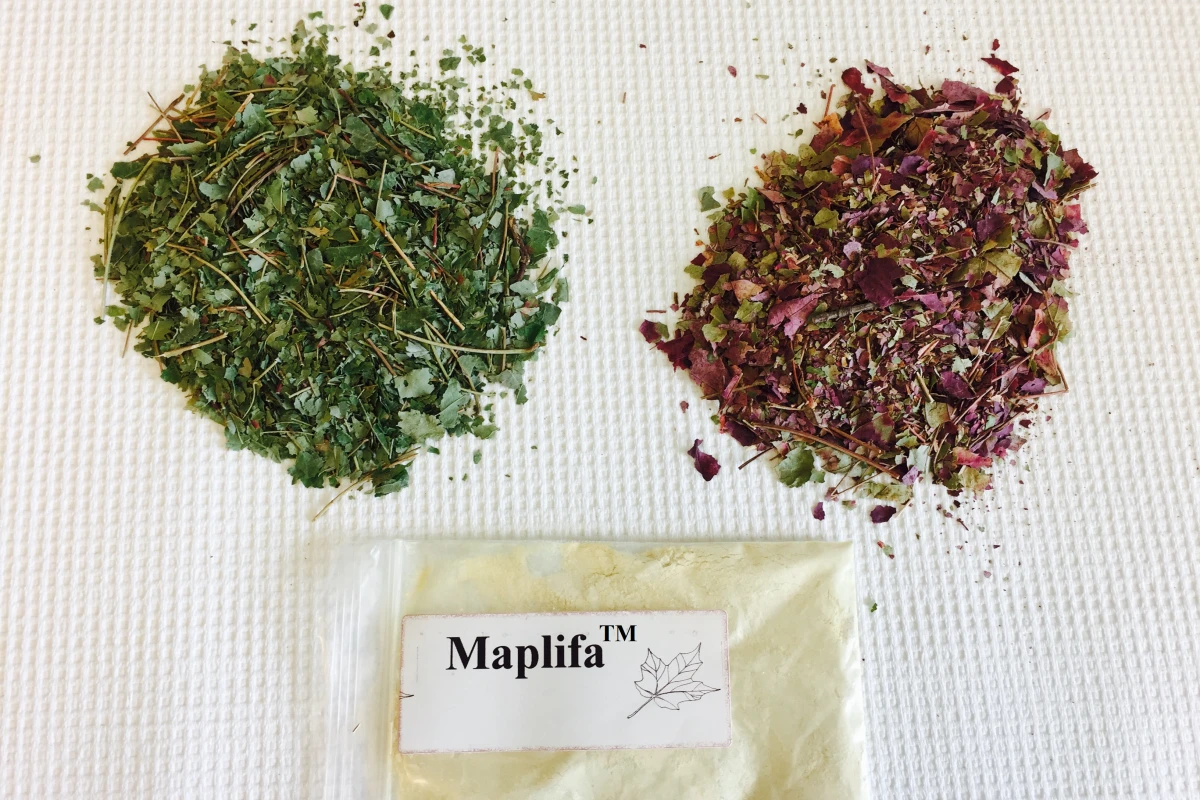 Extracts from summer or fall red maple leaves have been formulated into a powder that could be incorporated in skincare products to prevent wrinkles