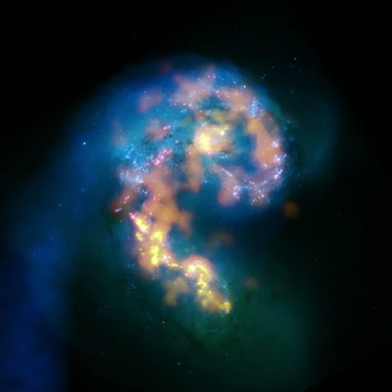 Multiwavelength composite of interacting galaxies NGC 4038/4039, the Antennae, showing VLA radio (blues), past and recent starbirths in HST and CTIO optical (whites and pinks), and a selection of current star-forming regions in ALMA's mm/submm (orange and yellows) showing detail surpassing all other views in these wavelengths. Photo: NRAO/AUI/NSF; ALMA (ESO/NAOJ/NRAO); HST (NASA, ESA, and B. Whitmore (STScI)); J. Hibbard, (NRAO/AUI/NSF); NOAO/AURA/NSF