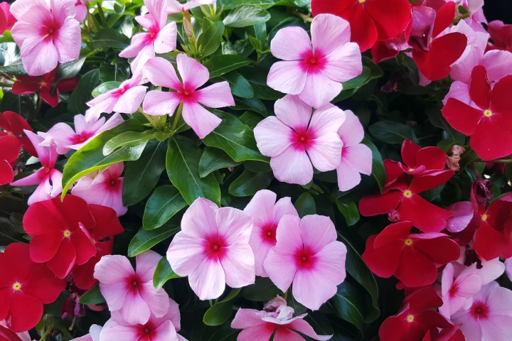 Madagascar periwinkle flowers are a source of cancer drugs called vinblastine, but a new study shows that engineered yeast could be a more readily available source