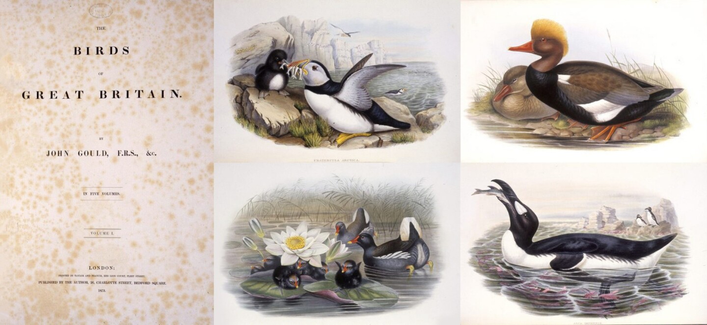 $183,000 | The Birds of Great Britain by John Gould | Auction House: Arader Galleries | Sale price: US$183,000 | Official Estimate: US$90,000 to $120,000 | Date of sale: March 31, 2018