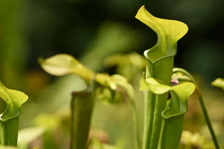 The pitcher plant – if you're an insect, watch out for its slippery rim