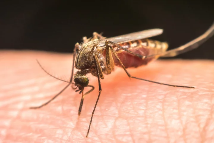It's hoped a new saliva test that offers early detection of malaria will reach the market within the next year or two
