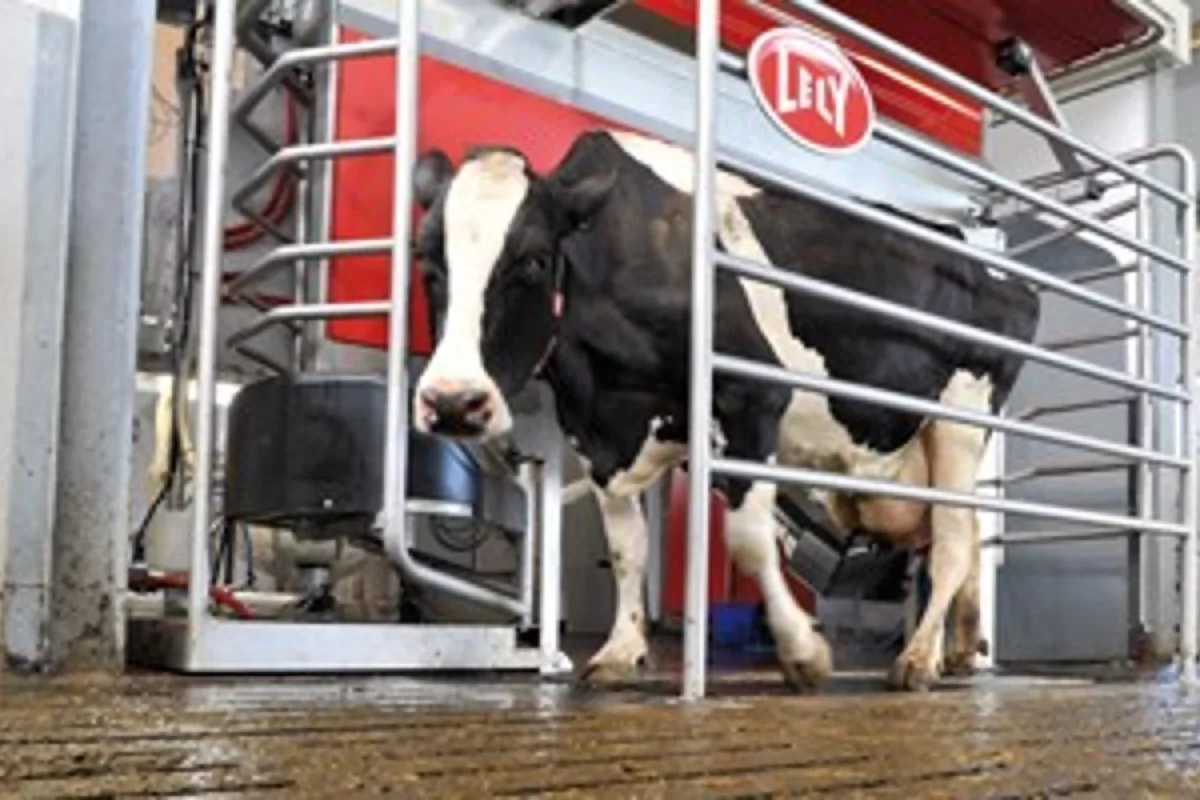 The Astronaut 4 robot milker is designed so that the cow doesn't need to turn or back up