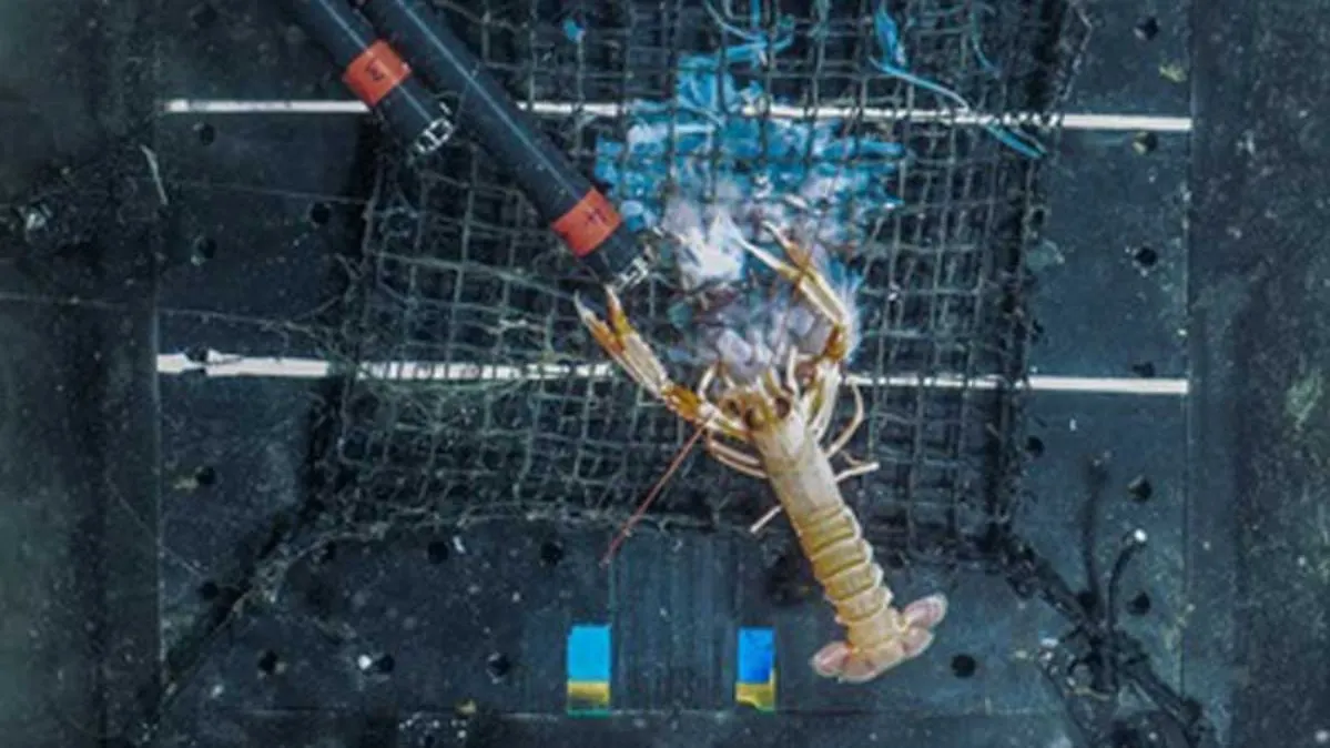 A deep sea image showing a Norway lobster munching on a jellyfish