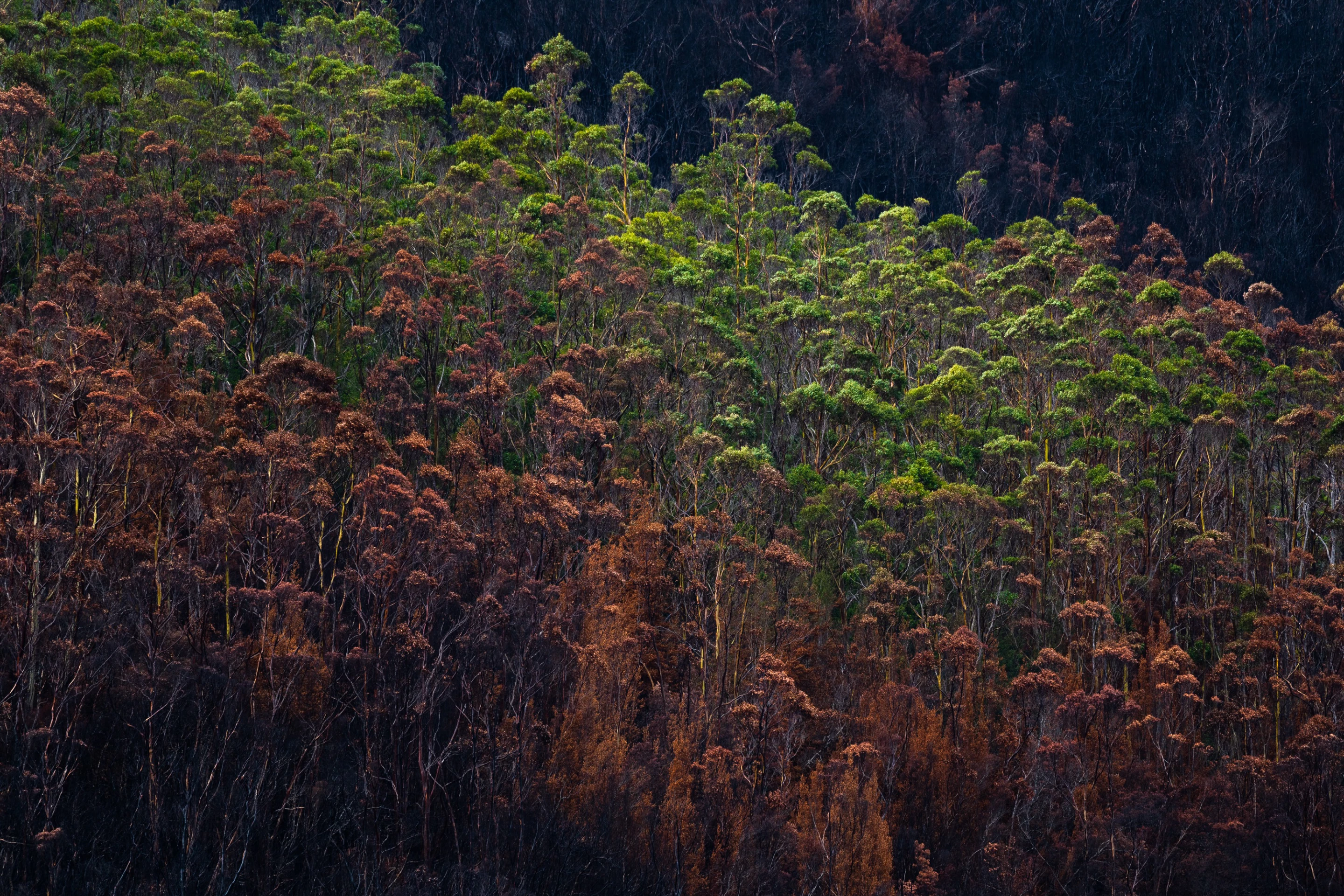 Winner - Project. Series titled 'Ash'. Documenting the 2019 Australian bushfires in Tasmania.