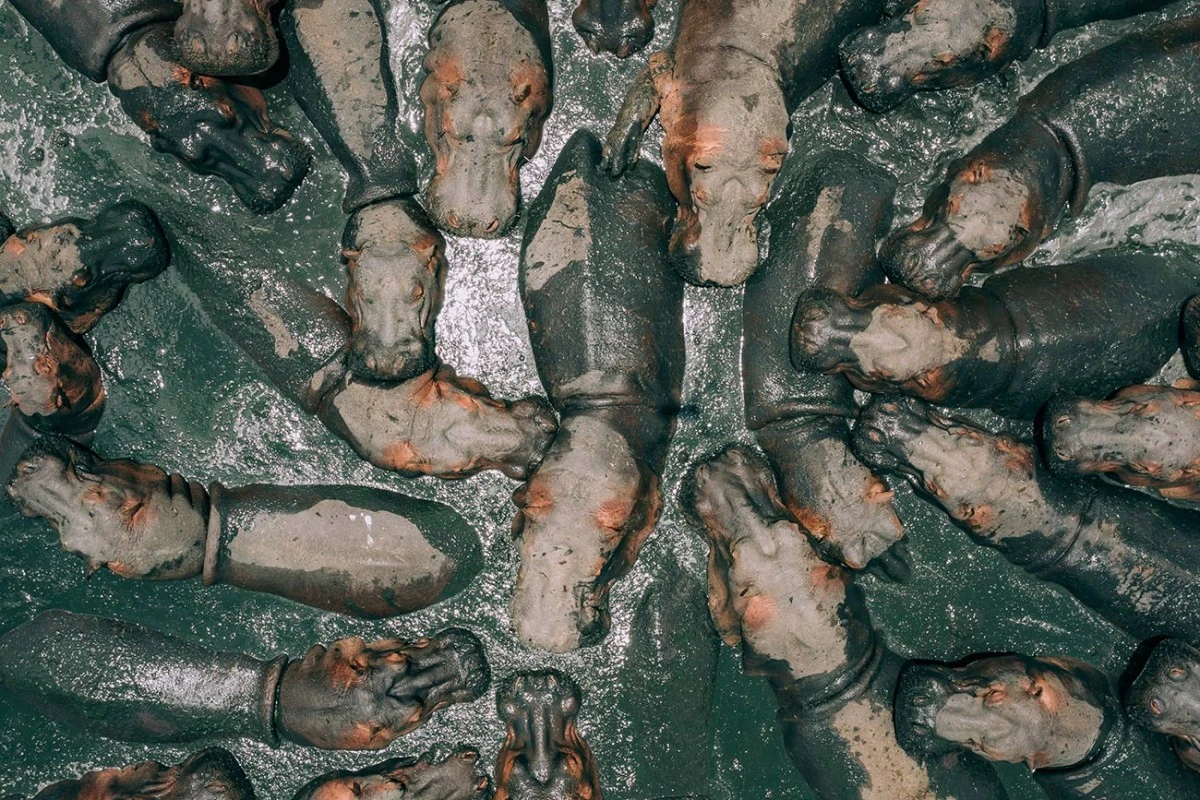 First place winner is this shot of bathing hippos in Tanzania