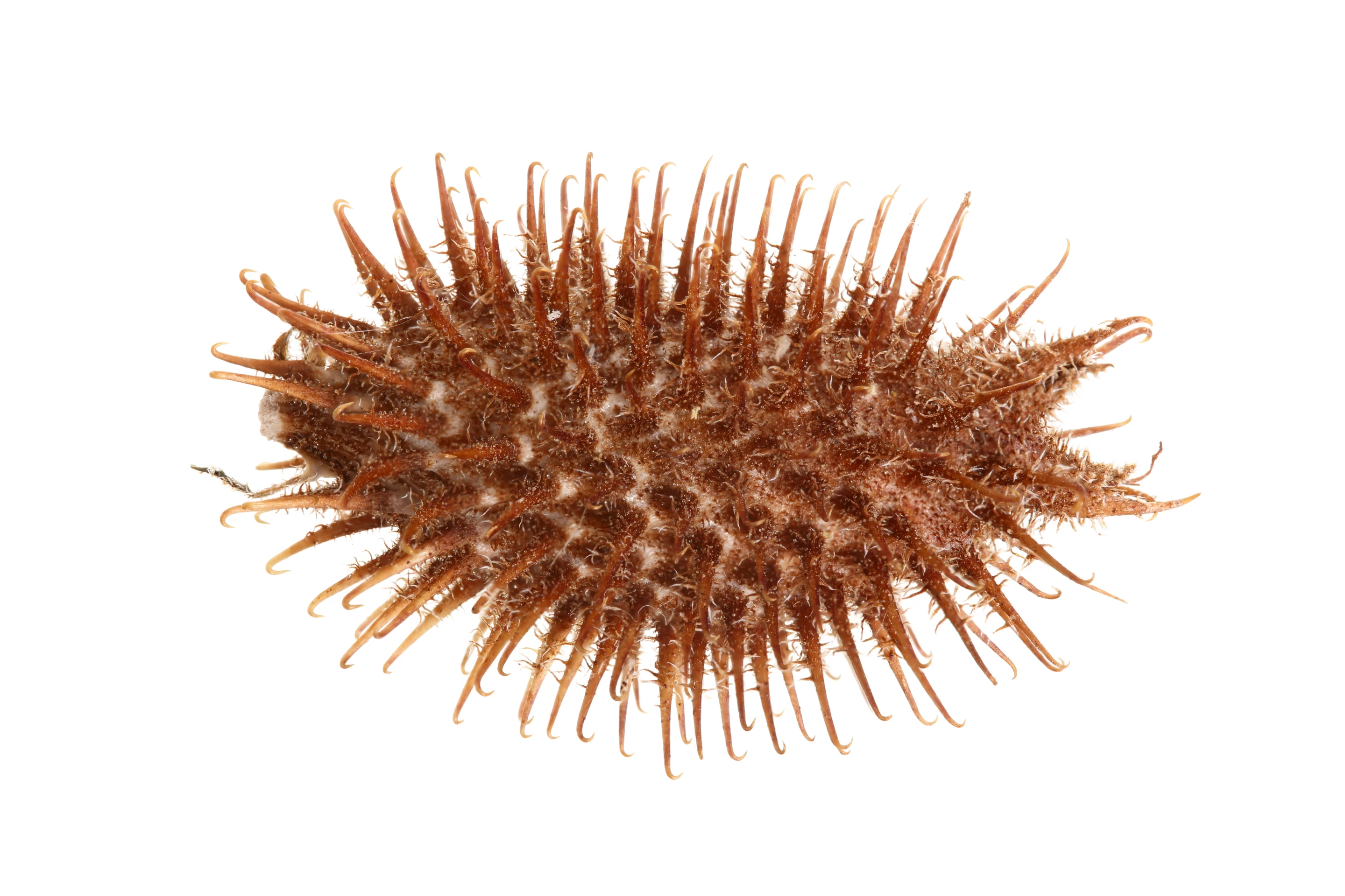 The dried fruit has long been used in traditional medicine