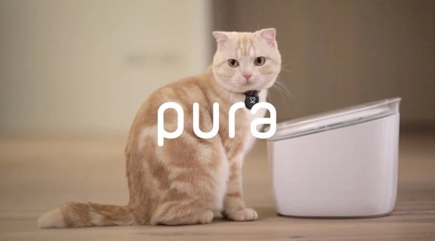 Taiwanese startup Noacare thinks its Pura water fountain will both get cats drinking and give you the inside track on their water consumption habits