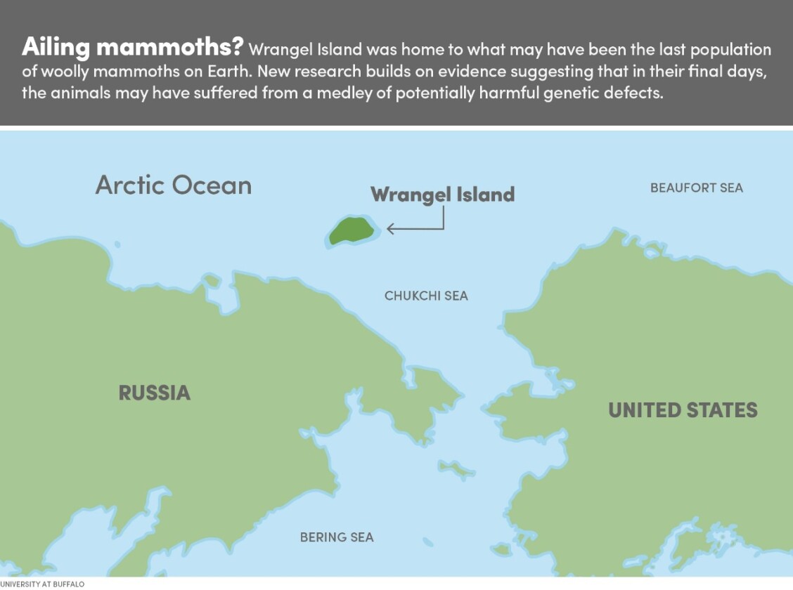 A map showing the location of Wrangel Island – the location of the latest-surviving mammoth population