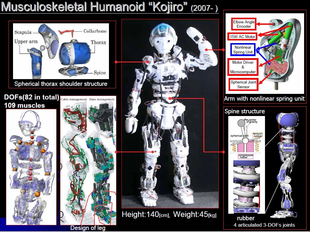 Kojiro, a musculoskeletal robot built at the University of Tokyo's JSK Lab in 2007