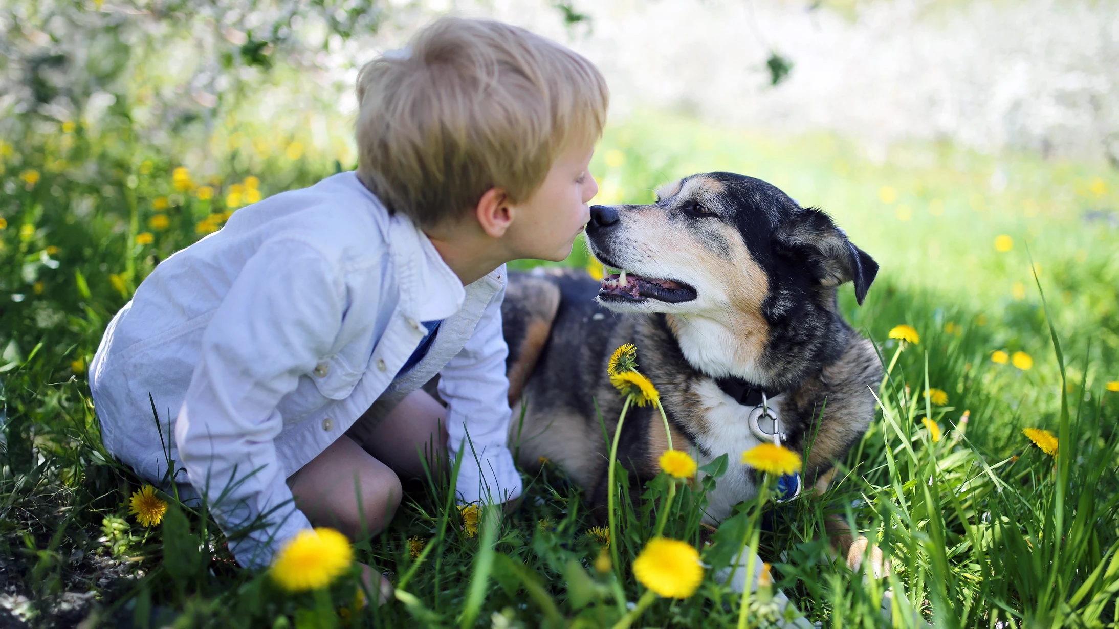 Cancers in humans and dogs are very similar, which is helping the development of effective treatments