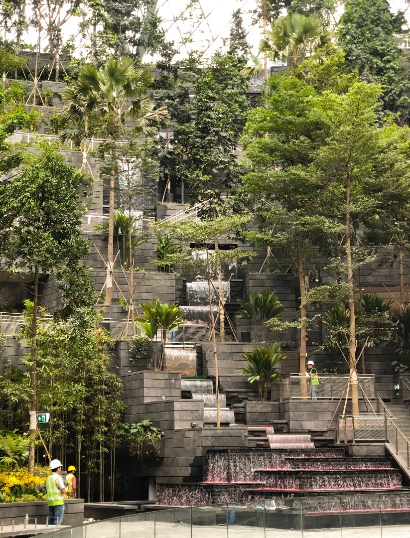Jewel Changi Airport's Forest Valley is a terraced area featuring walking trails and seating, with over 200 species of plants