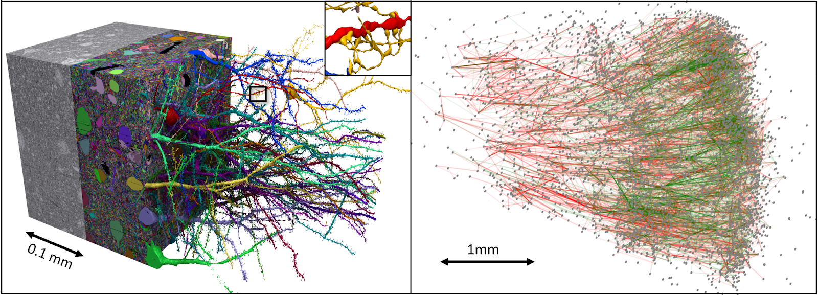 Google And Harvard Map Brain Connections In Unprecedented Detail Google And Harvard Map Brain Connections In Unprecedented Detail