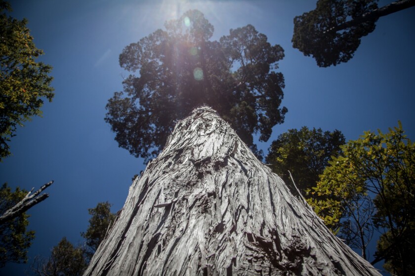 Alerces contain special resins that help them stave off decomposition