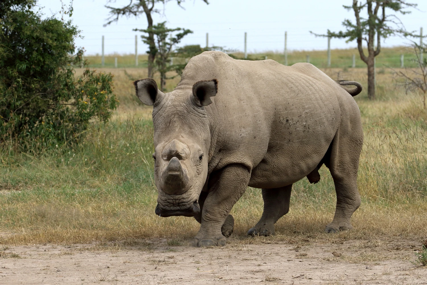 In December last year, Sudan, the last male northern white rhino, developed age-related wounds, infections and degenerative changes to his muscles and bones