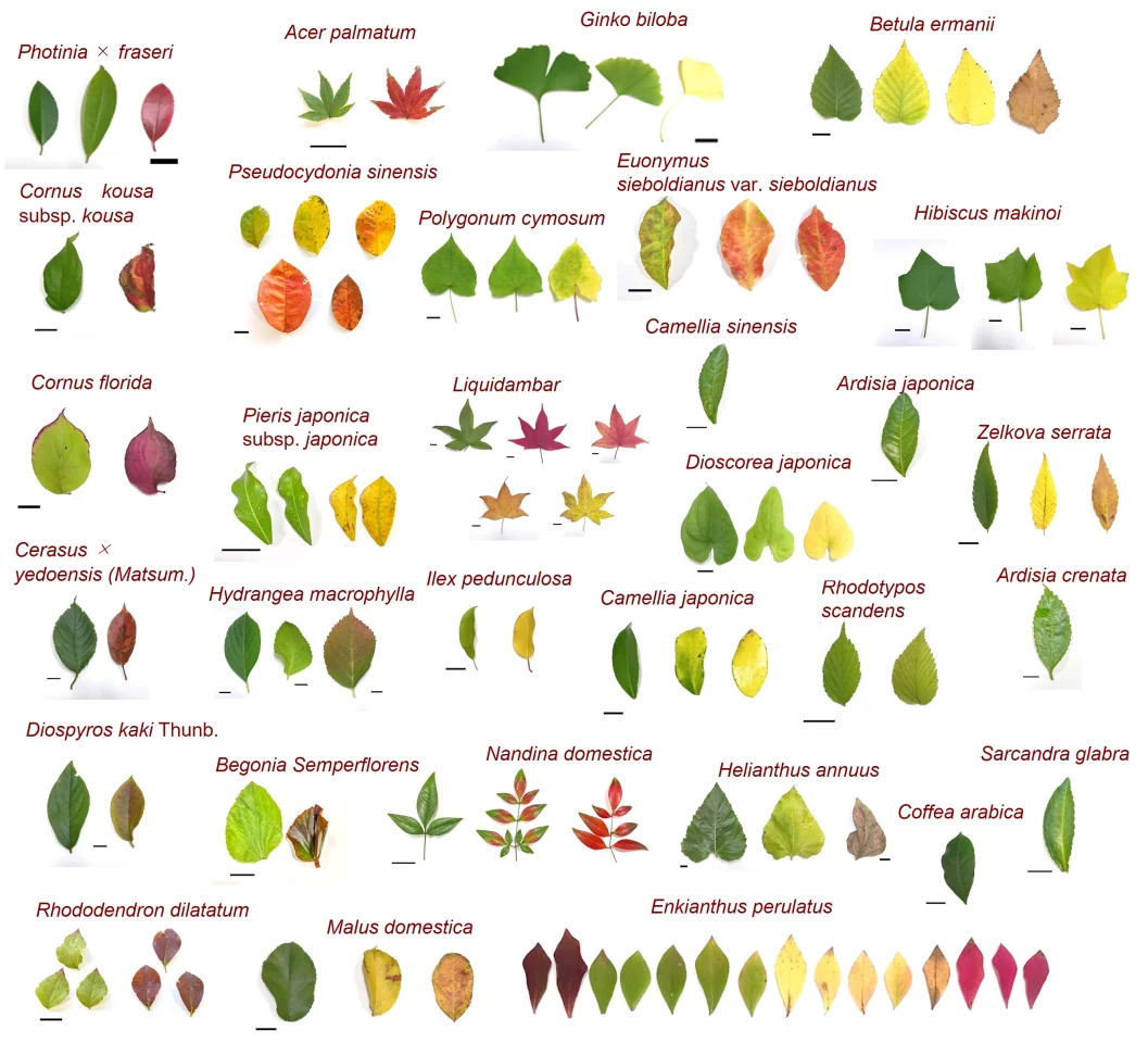 The system's algorithms were trained on approximately 90 variously colored leaves collected from 30 plant species