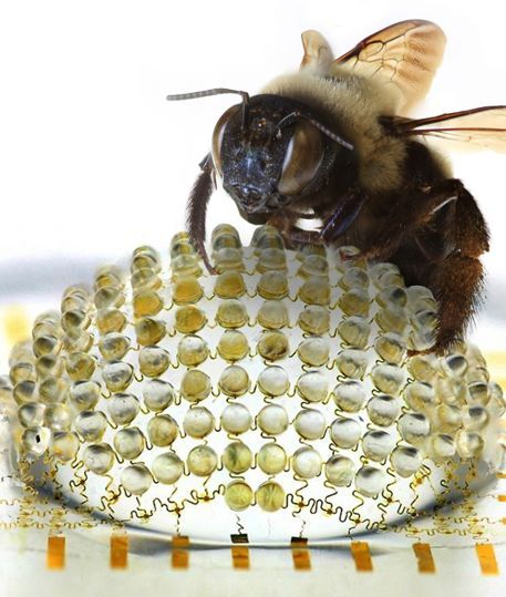 A bee, with the hemispherical camera