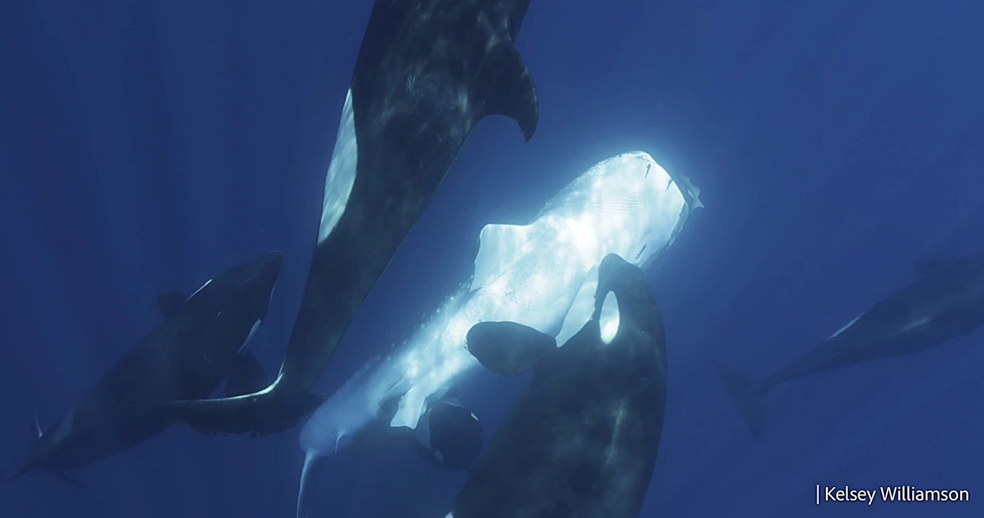 Another killer whale hits the ventral side of the whale shark
